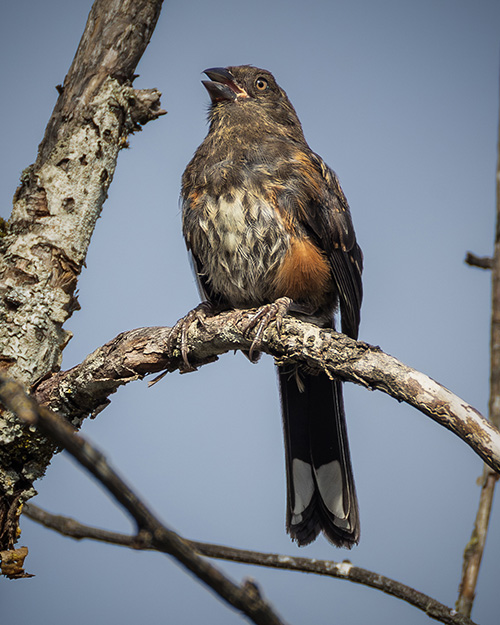 Immature Spotted Towhee