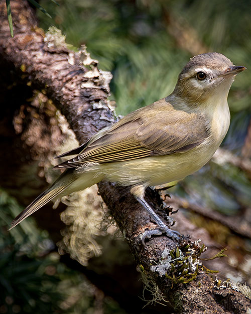 Warbling Vireo