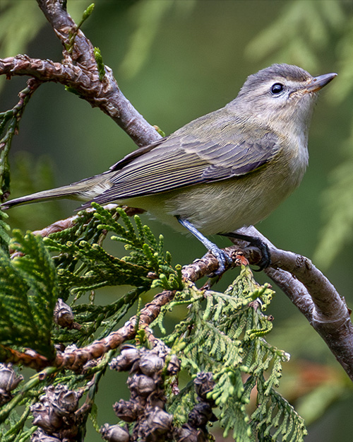 Warbling Vireo