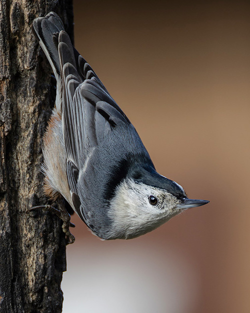 White-breasted Nuthatch