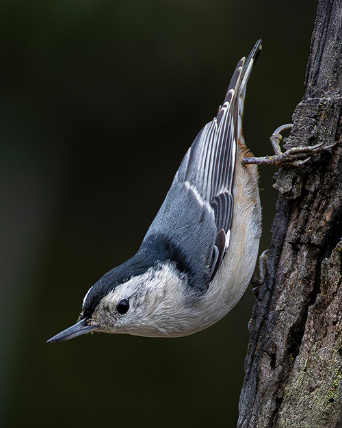 White-breasted Nuthatch