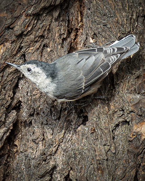 White-breasted Nuthatch