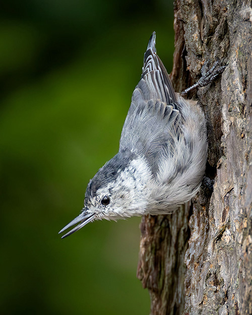White-breasted Nuthatch