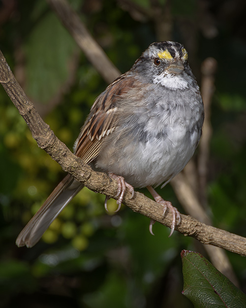 White-throated Sparrow
